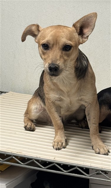 Shelter Stray Male Dog last seen Near BLOCK PANAMA RD, LAMONT CA 93241, 3951 Fruitvale Ave, Bakersfield, CA 93308, USA