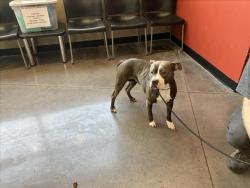 Shelter Stray Female Dog last seen Near BLOCK N HILLSIDE AVE, WICHITA KS 67219, 3303 N Hillside St, Wichita, KS 67219, USA