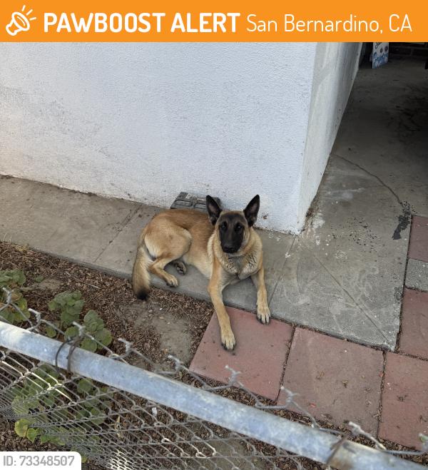 Found/Stray Male Dog last seen 6th street in the carvedale neighborhood by the Omni Rana station, San Bernardino, CA 92411