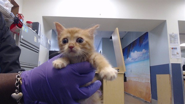 Shelter Stray Female Cat last seen Near BLOCK SW 127 AVE, 3599 NW 79th Ave, Doral, FL 33122, USA