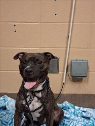 Shelter Stray Male Dog last seen Near BLOCK S SENECA ST, WICHITA KS 67213, 3303 N Hillside St, Wichita, KS 67219, USA