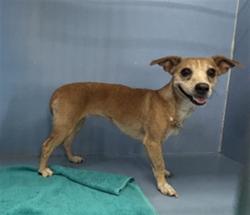 Shelter Stray Female Dog last seen GOLDEN AVE, 333 Chandler Pl, San Bernardino, CA 92408, USA