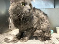 Shelter Stray Male Cat last seen JULIAN LN X SPRUCE TREE WAY, 333 Chandler Pl, San Bernardino, CA 92408, USA