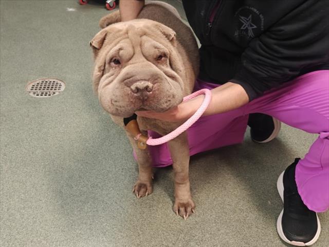 Shelter Stray Female Dog last seen Near BLOCK THANDER MOUNTAINE EDGWOOD NM 87015, 100 Caja Del Rio Rd, Santa Fe, NM 87507, USA