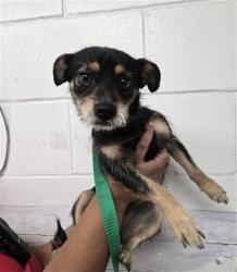 Shelter Stray Female Dog last seen 40TH AND WATERMAN, 333 Chandler Pl, San Bernardino, CA 92408, USA