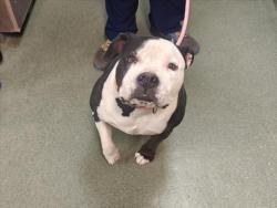 Shelter Stray Male Dog last seen Near BLOCK VETERANS MEMORIAL HWY SANTA FE NM 87507, 100 Caja Del Rio Rd, Santa Fe, NM 87507, USA