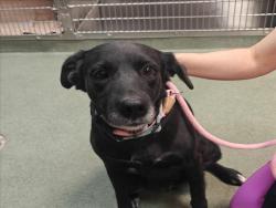 Shelter Stray Female Dog last seen Near BLOCK VETERANS MEMORIAL HWY SANTA FE NM 87507, 100 Caja Del Rio Rd, Santa Fe, NM 87507, USA