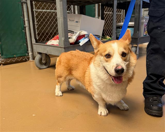 Shelter Stray Male Dog last seen CALLE SANTIAGO & CALLE CANDELERO, 130 Beyer Way, Chula Vista, CA 91911, USA