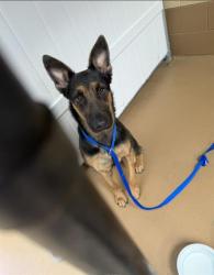 Shelter Stray Female Dog last seen MARINA PKWY AND MARINA WAY, 130 Beyer Way, Chula Vista, CA 91911, USA