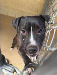 Shelter Stray Female Dog last seen MARINA PKWY AND MARINA WAY, 130 Beyer Way, Chula Vista, CA 91911, USA