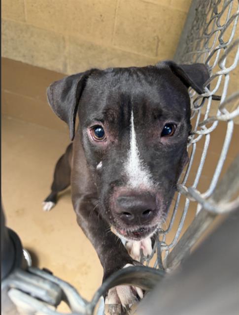 Shelter Stray Female Dog last seen MARINA PKWY AND MARINA WAY, 130 Beyer Way, Chula Vista, CA 91911, USA
