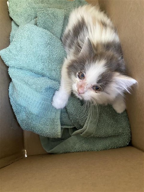 Shelter Stray Female Cat last seen WINAMAC DR & KOKOMO DR, 2127 Front St, Sacramento, CA 95818, USA