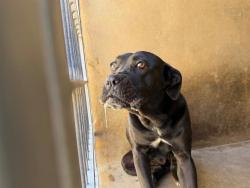 Shelter Stray Female Dog last seen MAINS ST AND MELROSE AVE, 130 Beyer Way, Chula Vista, CA 91911, USA