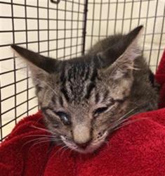 Shelter Stray Male Cat last seen HARRIS AVE & ALTOS, 2127 Front St, Sacramento, CA 95818, USA