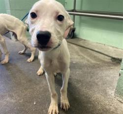 Shelter Stray Female Dog last seen ROSEVILLE RD & MARCONI AVE, 2127 Front St, Sacramento, CA 95818, USA