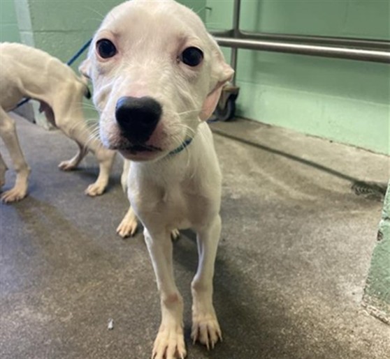 Shelter Stray Female Dog last seen ROSEVILLE RD & MARCONI AVE, 2127 Front St, Sacramento, CA 95818, USA