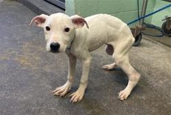 Shelter Stray Male Dog last seen ROSEVILLE RD & MARCONI AVE, 2127 Front St, Sacramento, CA 95818, USA