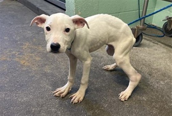 Shelter Stray Male Dog last seen ROSEVILLE RD & MARCONI AVE, 2127 Front St, Sacramento, CA 95818, USA