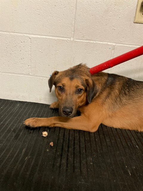 Shelter Stray Male Dog last seen FATIMA CT, 10521 Baur Blvd, Olivette, MO 63132, USA
