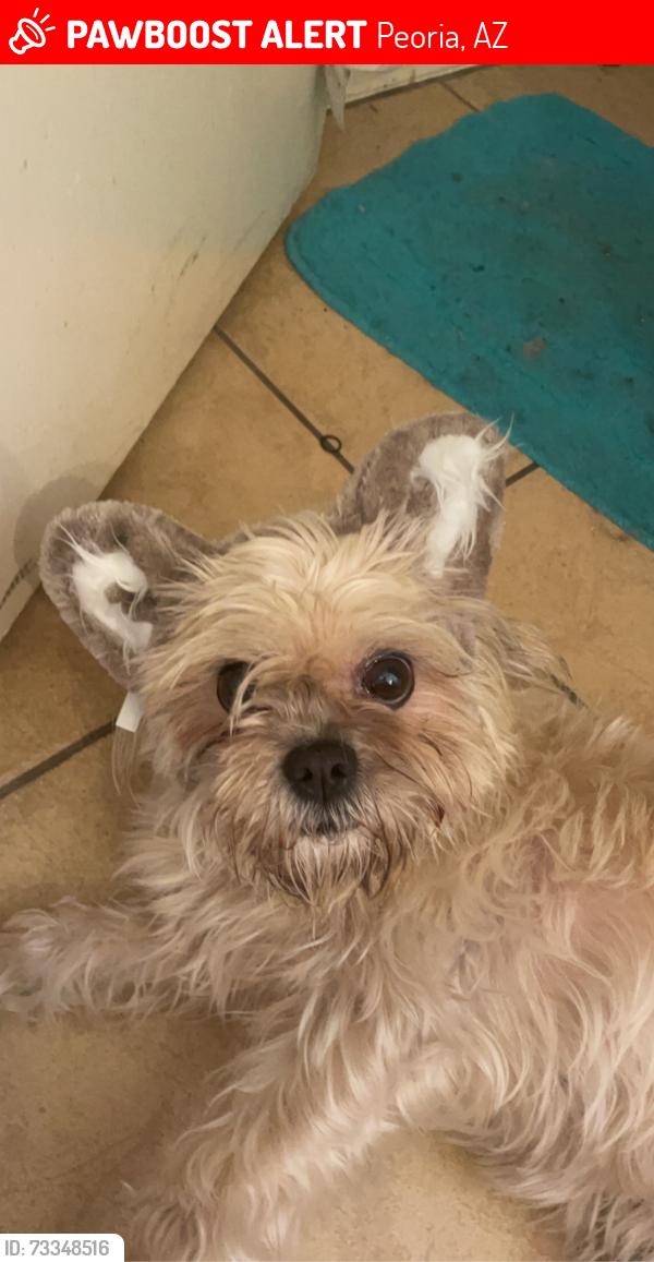 Lost Female Dog last seen Near n 82nd ln., Peoria, AZ 85345