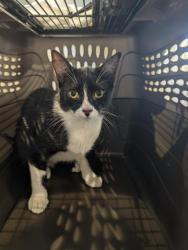 Shelter Stray Male Cat last seen Near BLOCK W MISSISSIPPI AVE, LAKEWOOD CO 80226, 2080 S Quebec St, Denver, CO 80231, USA