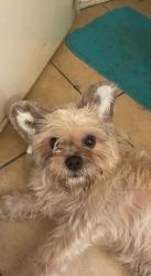 Lost Female Dog last seen Near n 82nd ln., Peoria, AZ 85345