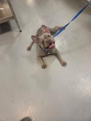 Shelter Stray Female Dog last seen STATE AND 7TH, SAN JACINTO, 581 S Grand Ave, San Jacinto, CA 92582, USA