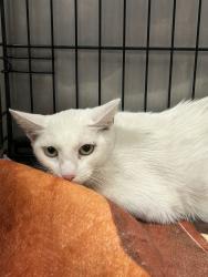 Shelter Stray Female Cat last seen , 14409 Vanowen St, Van Nuys, CA 91405, USA