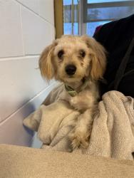 Shelter Stray Male Dog last seen SUNDERLAND RD, 2020 Forest St, Jacksonville, FL 32204, USA
