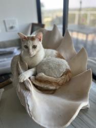 Reunited Male Cat last seen Fuerte dr& Sierra vista, La Mesa, CA 91944