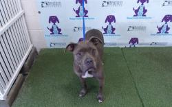 Shelter Stray Male Dog last seen , 2769 Conroy Rd, Orlando, FL 32839, USA