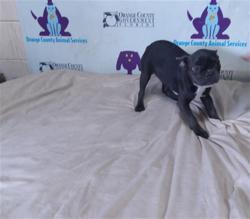 Shelter Stray Female Dog last seen , 2769 Conroy Rd, Orlando, FL 32839, USA
