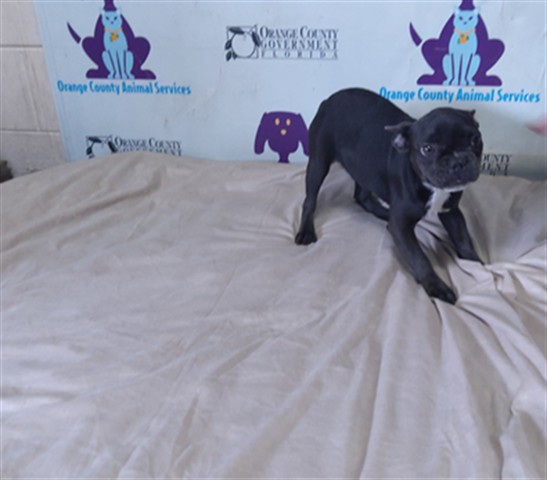 Shelter Stray Female Dog last seen , 2769 Conroy Rd, Orlando, FL 32839, USA