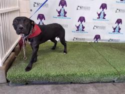 Shelter Stray Female Dog last seen , 2769 Conroy Rd, Orlando, FL 32839, USA