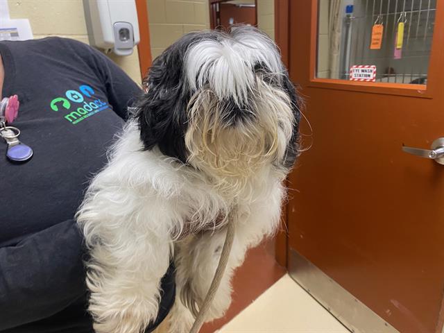 Shelter Stray Male Dog last seen 76TH AND CAPITOL, 3839 W Burnham St, West Milwaukee, WI 53215, USA