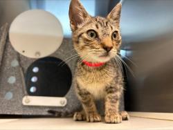 Shelter Stray Male Cat last seen Near BLOCK BURGESS RD, COLORADO SPRINGS CO 80908, 610 Abbot Ln, Colorado Springs, CO 80905, USA