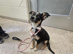 Shelter Stray Female Dog last seen Near BLOCK ALMA AVE, PUEBLO CO 81004, 4600 Eagleridge Pl, Pueblo, CO 81008, USA