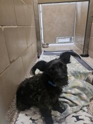 Shelter Stray Male Dog last seen Near BLOCK HUNTER RD, RYE CO 81069, 4600 Eagleridge Pl, Pueblo, CO 81008, USA