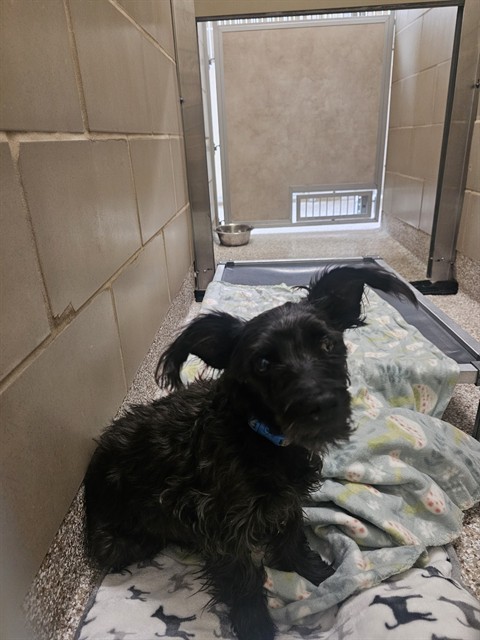 Shelter Stray Male Dog last seen Near BLOCK HUNTER RD, RYE CO 81069, 4600 Eagleridge Pl, Pueblo, CO 81008, USA