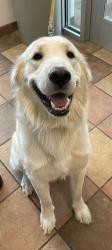 Shelter Stray Male Dog last seen Near BLOCK 40TH LN, AVONDALE CO 81022, 4600 Eagleridge Pl, Pueblo, CO 81008, USA