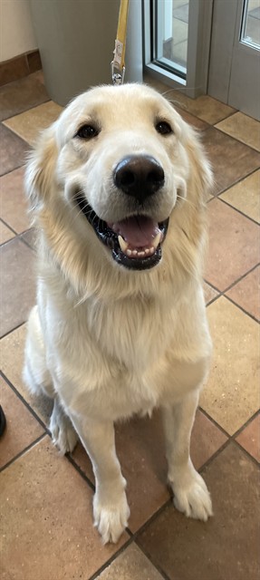 Shelter Stray Male Dog last seen Near BLOCK 40TH LN, AVONDALE CO 81022, 4600 Eagleridge Pl, Pueblo, CO 81008, USA