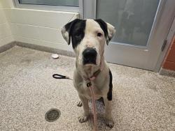 Shelter Stray Male Dog last seen Near BLOCK N MAIN ST, PUEBLO CO 81003, 4600 Eagleridge Pl, Pueblo, CO 81008, USA