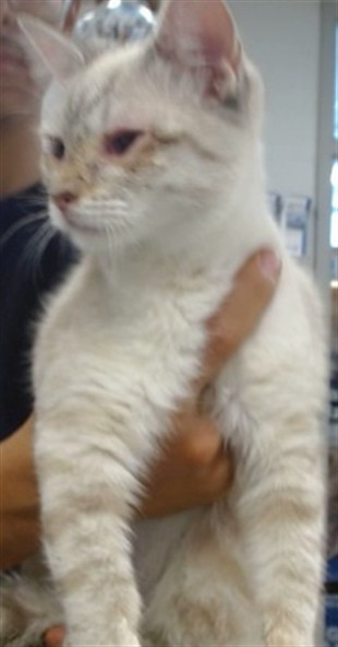 Shelter Stray Unknown Cat last seen , 2811 SE 29th St, Oklahoma City, OK 73129, USA