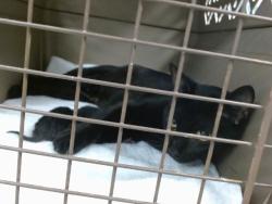Shelter Stray Unknown Cat last seen , 2811 SE 29th St, Oklahoma City, OK 73129, USA