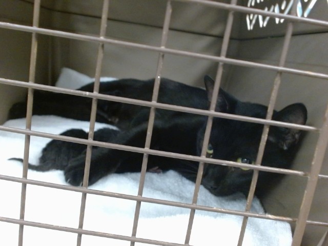 Shelter Stray Unknown Cat last seen , 2811 SE 29th St, Oklahoma City, OK 73129, USA