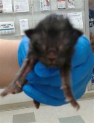 Shelter Stray Unknown Cat last seen , 2811 SE 29th St, Oklahoma City, OK 73129, USA