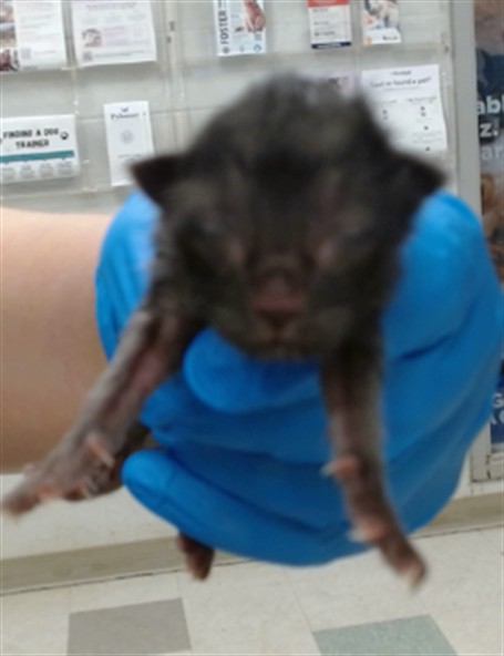 Shelter Stray Unknown Cat last seen , 2811 SE 29th St, Oklahoma City, OK 73129, USA