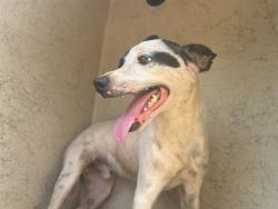 Shelter Stray Unknown Dog last seen Near BLOCK SE 45TH TER, OKLAHOMA CITY OK 73135, 2811 SE 29th St, Oklahoma City, OK 73129, USA