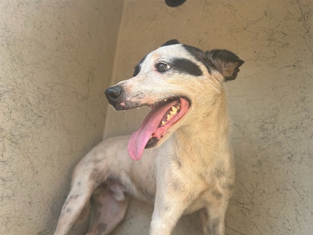 Shelter Stray Unknown Dog last seen Near BLOCK SE 45TH TER, OKLAHOMA CITY OK 73135, 2811 SE 29th St, Oklahoma City, OK 73129, USA