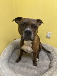 Reunited Male Dog last seen Near Clinton st. Redwood City, Redwood City, CA 94062